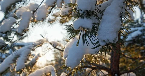 Snowy pine tree branches  close-up in December while sunset. Coniferous sno.. Stock Footage 262876098