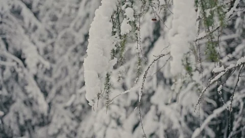 Snowy Pine Tree Branches Covered in Fresh White Winter Blanket Outdoors Vídeos de archivo 331165184