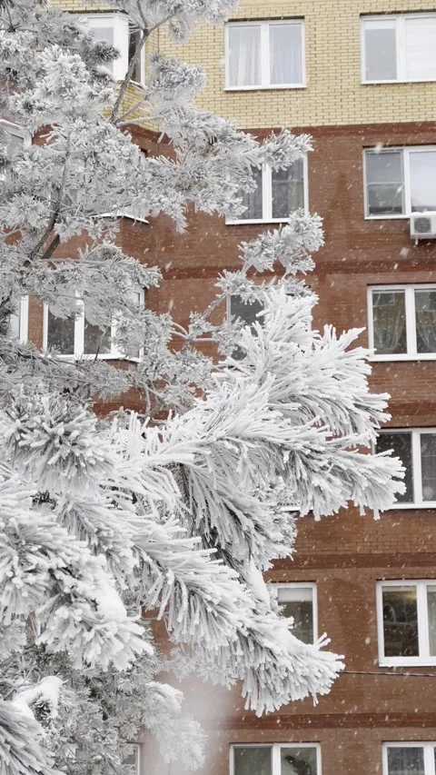 Snowy pine tree branches during a winter snowfall 스톡 동영상 320517164