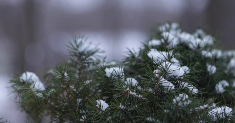 Snowy Pine Tree Close Up 1 Stock Footage 73369381