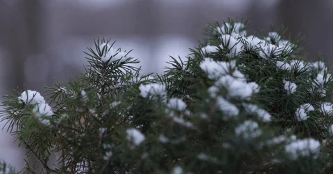 Snowy Pine Tree Close Up 2 Stock Footage 73369382