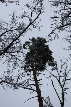 Snowy pine tree crown and bare branches reaching for cloudy sky Stock Photos