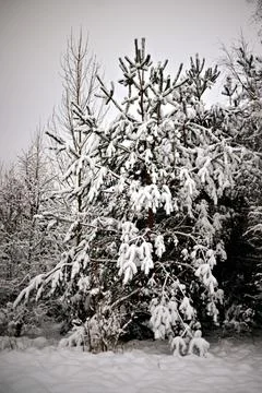 Snowy pine tree. Defocused background with snowy pine tree. Close up Stock Photos