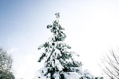 Snowy pine tree in the forest. Winter background photo. Stock Photos