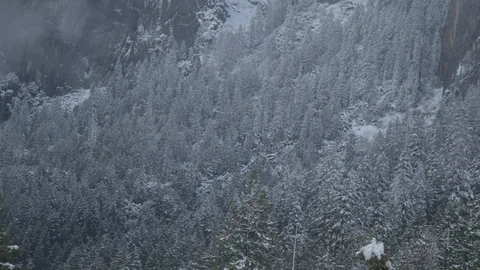 Snowy Pine Tree Forest Yosemite National Park Stock Footage 122400467