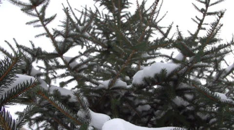 Snowy Pine Tree Lift #1 Stock Footage 33863224