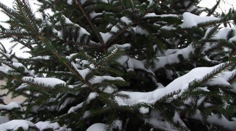 Snowy Pine Tree Lift #2 Stock Footage 33864789