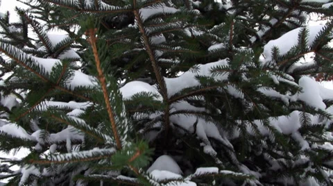 Snowy Pine Tree Lift #3 Stock Footage 33999124