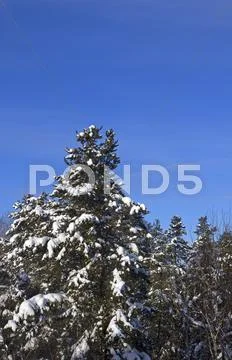 Snowy pine tree Stock Photos