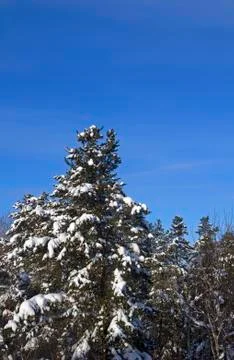 Snowy pine tree Stock Photos