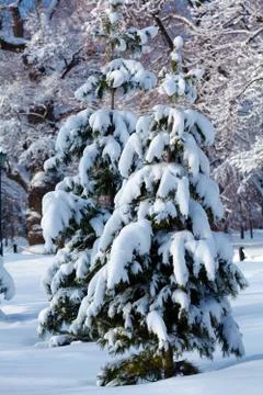 Snowy pine tree Stockfoto's