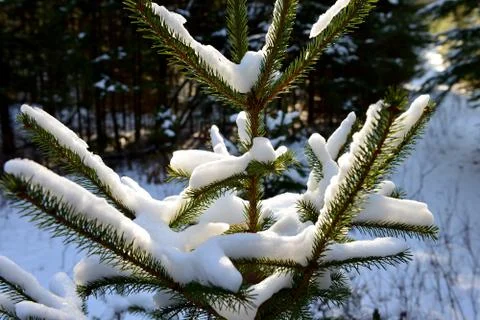 Snowy Pine Tree Stock Photos