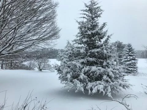Snowy Pine Tree Fotos de archivo