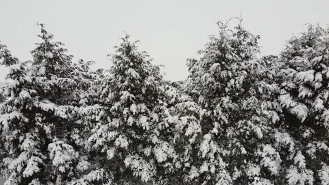 Snowy Pine Tree Tops, Drone Reveal White Snowfield Stock Footage 147355929