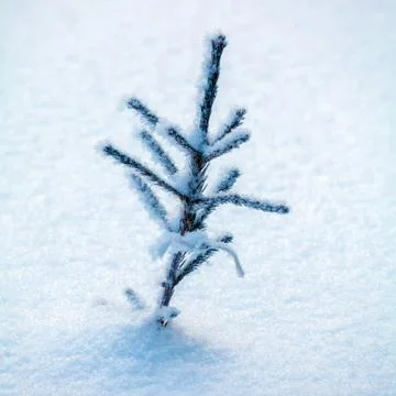 Snowy Pine Tree at Winter Forest Stock Photos