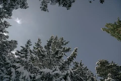 Snowy pine trees from below in the forest. Stock Photos