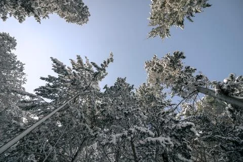 Snowy pine trees from below in the forest. Stock Photos