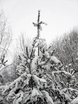 Snowy pine trees on a blurred background of a winter forest Stock Photos