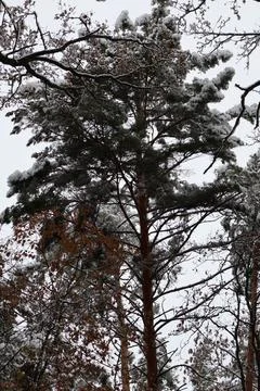 Snowy pine trees branches reaching up to the winter sky Stock Photos