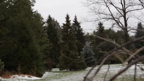 Snowy pine trees Stock Footage 106553577