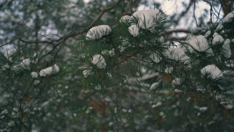 Snowy pine trees in the forest 4K Stock Footage 114624061