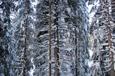 Snowy Pine Trees at the Forest Stock Photos