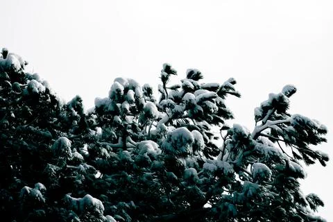 Snowy pine trees in the forest Stock Photos
