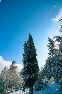 Snowy pine trees in the forest Stock Photos