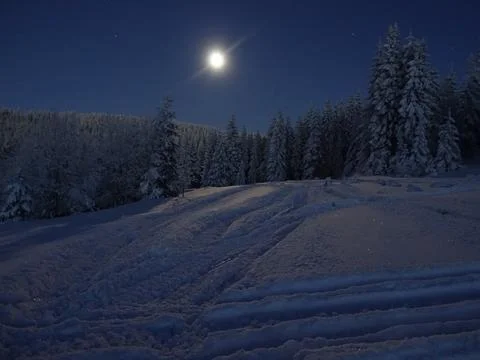 Snowy pine trees in forest. Stock Photos