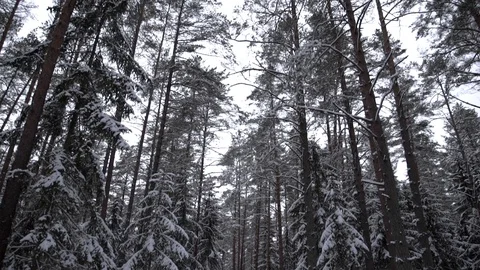 Snowy pine trees in forest at winter time. Slow tilt down. Wide shot. Stock Footage 100874990