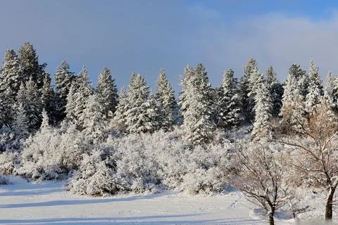 Snowy Pine Trees Landscape Foto stock