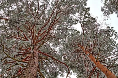 Snowy pine trees Stock Photos