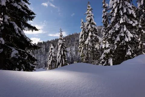 Snowy pine trees Stock Photos