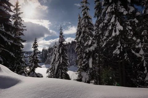 Snowy pine trees Stock Photos