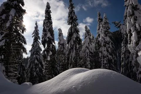 Snowy pine trees Stock Photos