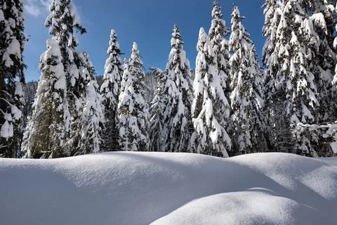 Snowy pine trees Stock Photos