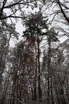 Snowy pine trees reaching for the sky in a winter forest Stock Photos