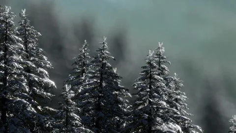 Snowy pine trees stand tall in a mountain landscape during winter season Stock Footage 339488976