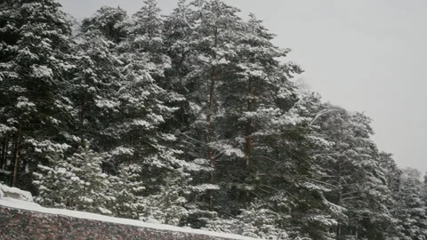 Snowy Pine Trees Standing in Winter Forest during Snowfall Stock Footage 341308023