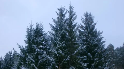 Snowy pine trees swaying gently in winter breeze Stock Footage 312982108
