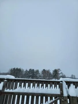 Snowy pine trees under cloudy sky Stock Photos
