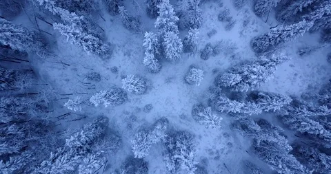 Snowy Pine Trees Vertical Drone Video stock 87087989