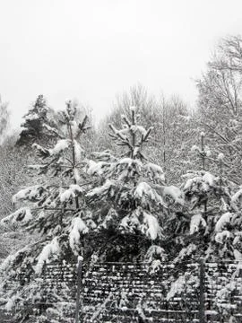 Snowy pine trees in the winter forest on a blurred background Stock Photos
