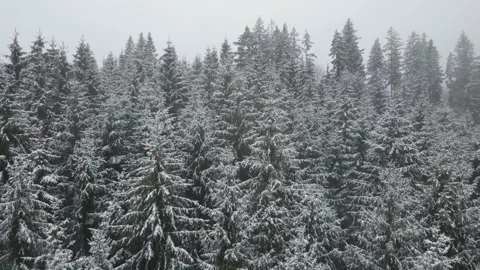 Snowy Pine Trees in a Winter Landscape Stock Footage 300507276