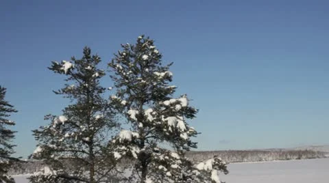 Snowy pines Stock Footage 20463486