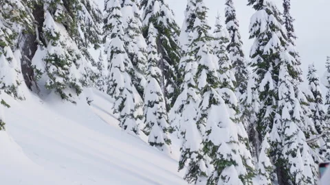 Snowy Pines Stock-Footage 315114840