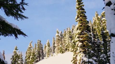Snowy Pines Stock-Footage 315114948