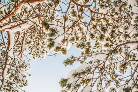 Snowy pinetrees Foto stock
