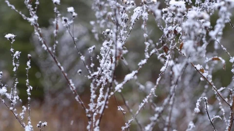 Snowy plant rack focus Stock Footage 91144643