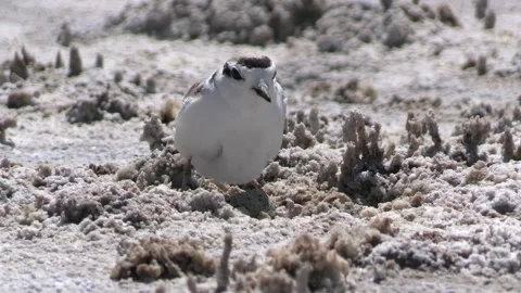 Snowy Plover Bird Nesting Incubating Sitting On Eggs in Ground Nest in Desert Stock Footage 294783408